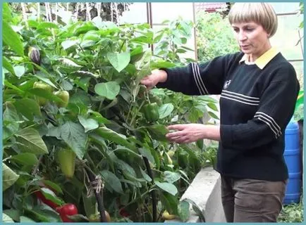 Hogyan növekszik paprika melegházban ellátás, műtrágyázás, öntözés - eteplitsa