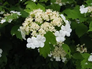 Red viburnum nő a kertben területen; használja gyógyászati ​​célokra gyümölcsök, virágok és