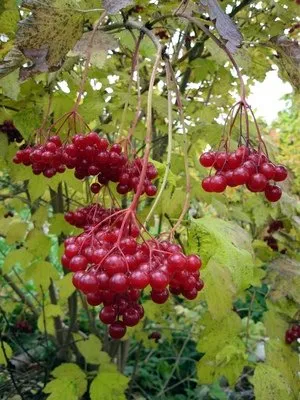 Red viburnum nő a kertben területen; használja gyógyászati ​​célokra gyümölcsök, virágok és