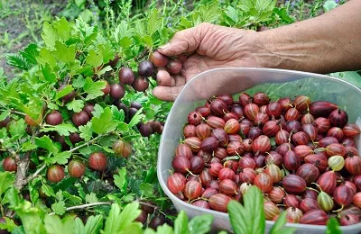 Hogyan kell tárolni egres mi ez, és hogyan kell tartani a tél