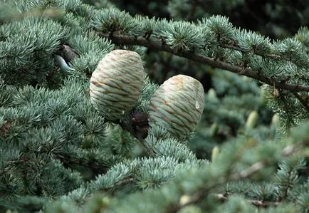 Cedar olaj Növényi használja cédrus a bőrt