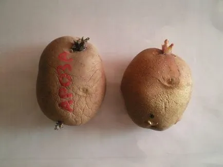 Arosa картофи отглеждане, моята градина и овощна градина