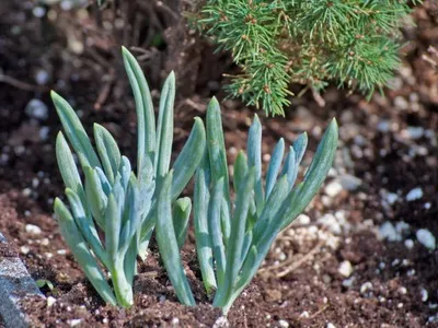Растение описание ragwort и грижи - Цветя Енциклопедия