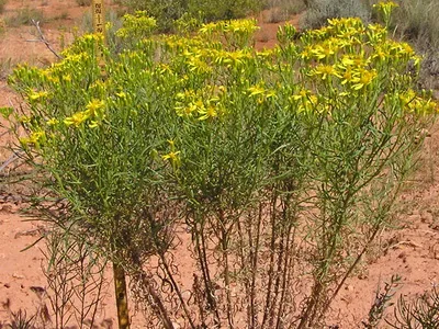 Растение описание ragwort и грижи - Цветя Енциклопедия