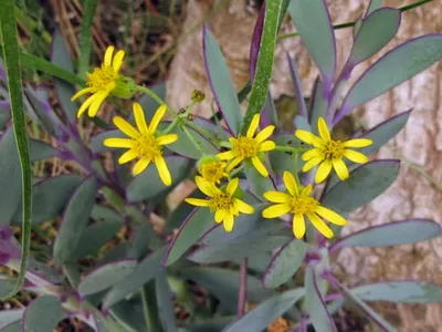 Растение описание ragwort и грижи - Цветя Енциклопедия