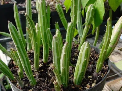 Растение описание ragwort и грижи - Цветя Енциклопедия