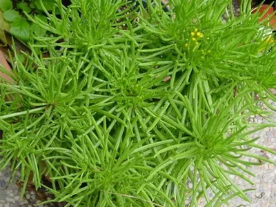 Descriere ragwort houseplant și de îngrijire - flori Enciclopedia