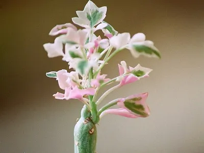 Cserepes aggófű leírás és gondozás - Flowers Enciklopédia