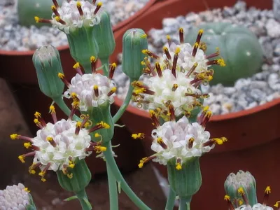 Cserepes aggófű leírás és gondozás - Flowers Enciklopédia