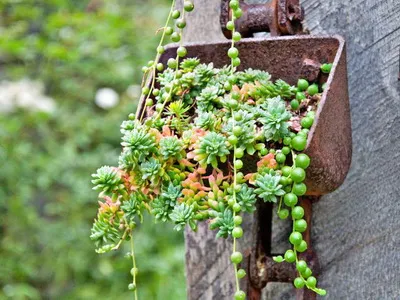 Descriere ragwort houseplant și de îngrijire - flori Enciclopedia