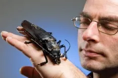 Beetle szarvas - fotók, hogyan lehet fejleszteni, hogy mit eszik, hány életet
