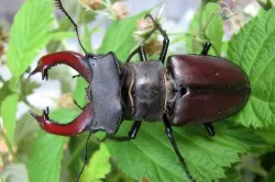 Beetle szarvas - fotók, hogyan lehet fejleszteni, hogy mit eszik, hány életet