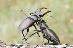 Beetle szarvas - fotók, hogyan lehet fejleszteni, hogy mit eszik, hány életet