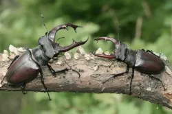 Beetle szarvas - fotók, hogyan lehet fejleszteni, hogy mit eszik, hány életet