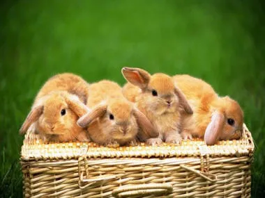 Iepurii și iepuri pe imagini luminoase și fotografii