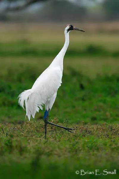 Daruk (Gruidae)