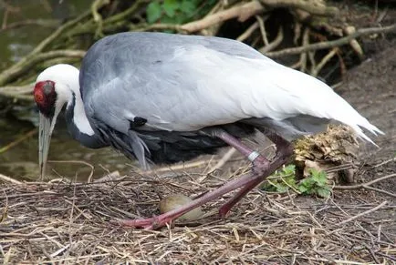 Daruk (Gruidae)