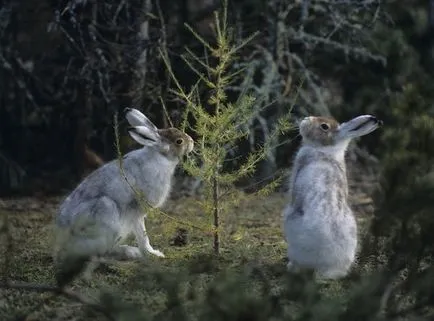 Védelme gyümölcsfák a rágcsálók a téli, 6 hektáros