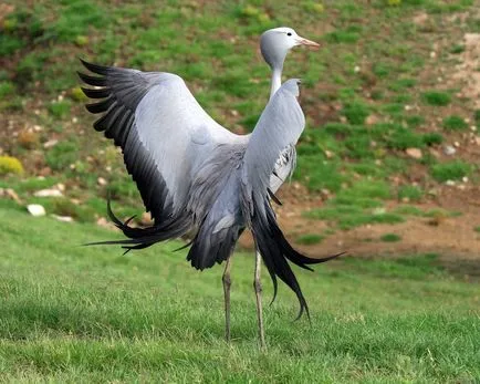 Daruk (Gruidae)