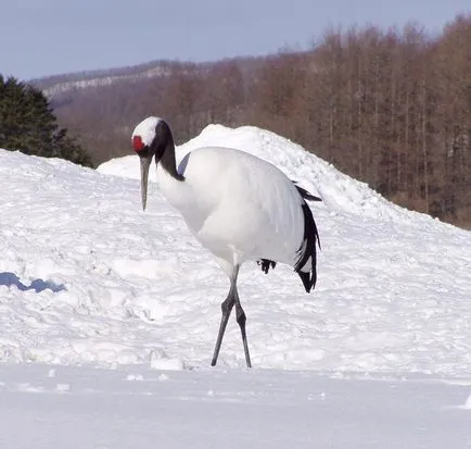 Кранове (gruidae)