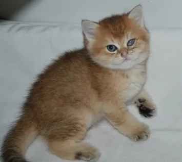 Cat стеснява очите му д-р Aibolit - мрежа от ветеринарни клиники на Ростов на Дон - котка