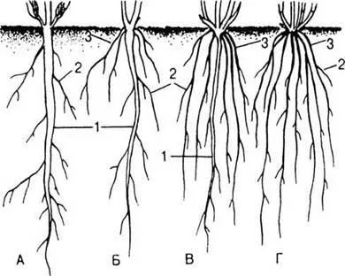 Root - corpul vegetativ