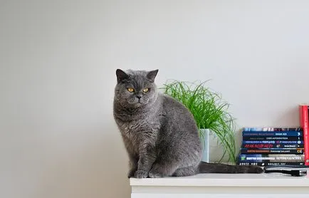 Macska a házban