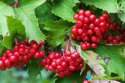 Bone viburnum hogyan kell használni a gyógyszer tulajdonságait