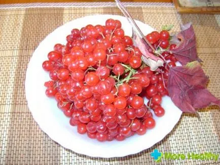 Bone viburnum hogyan kell használni a gyógyszer tulajdonságait