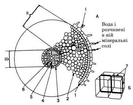 Root - вегетативно тялото