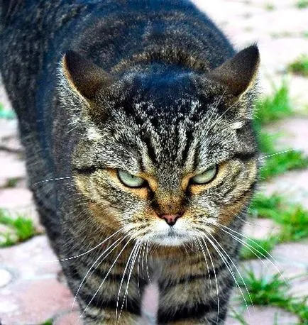 Cat scratch töltőanyag szórja szét, és hogyan lehet javítani a pet