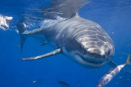 Krém cápa olaj Szépség és egészség