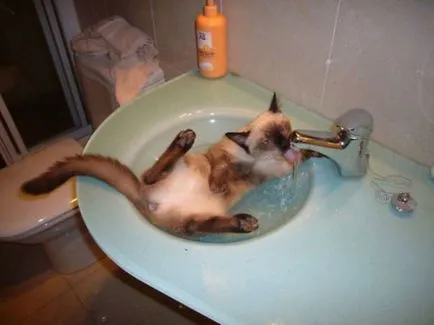 A macskák félnek a víz fotó cáfolni ezt az állítást