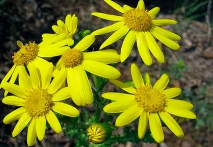 Ragwort (Senec) otthoni gondozást