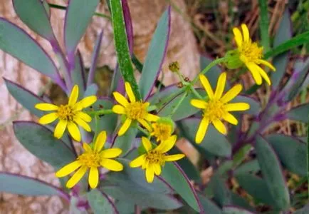 Ragwort (Senec) otthoni gondozást