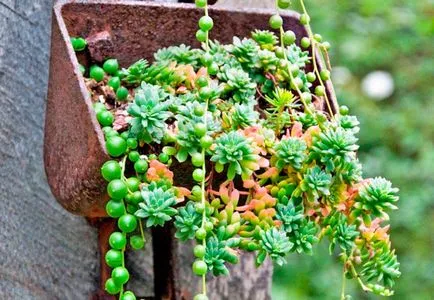 Ragwort (Сенец) грижи у дома