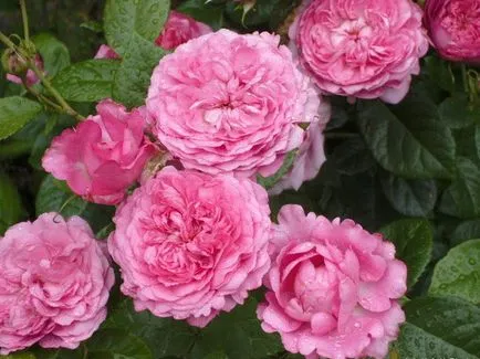 Vásárlás palánták Guillot guillot óvoda francia rózsa