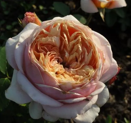 Vásárlás palánták Guillot guillot óvoda francia rózsa
