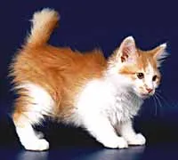 Kuril Bobtail nehézség tenyésztés - fajta macskák