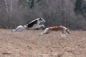 Coursing kutya Moszkva - helyszíni lurecoursing!