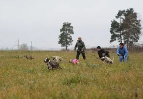 Coursing кучета в Москва - сайт lurecoursing!
