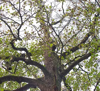 Lézeres glaukóma, Budapest, műtét szem glaukómás