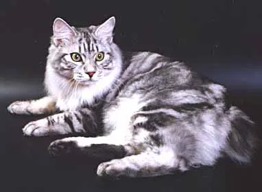 Kuril Bobtail nehézség tenyésztés - fajta macskák