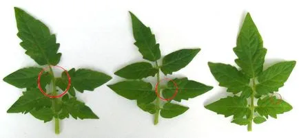 Laboratorul de inginerie genetică a plantelor