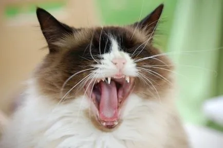 Gégegyulladás egy macska - Kot Vasya - szól macskák