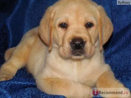 Labrador Retriever - „Labrador nu este un basm