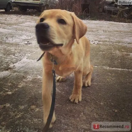 Labrador Retriever - „Labrador nu este un basm