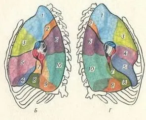 Lumina - anatomie și histologie