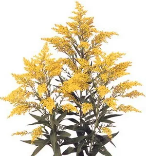 Medicament splinuta flori sau Solidago descriere specii canadiene cu fotografii și cum să crească în