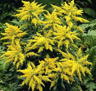 Medicament splinuta flori sau Solidago descriere specii canadiene cu fotografii și cum să crească în